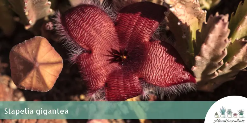 Stapelia gigantea