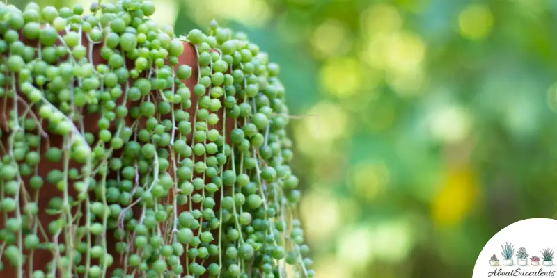 String of Pearls