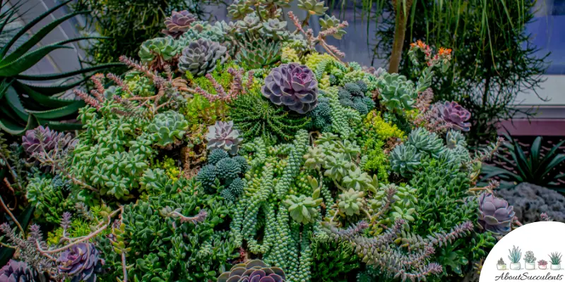 Succulent Garden