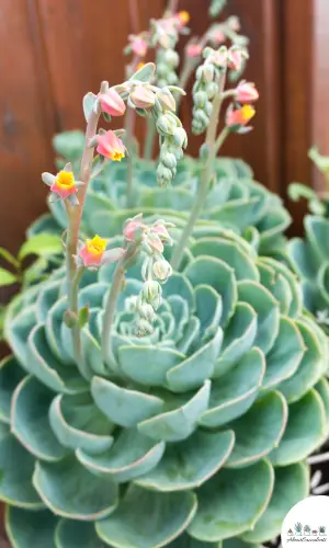 Succulent plant