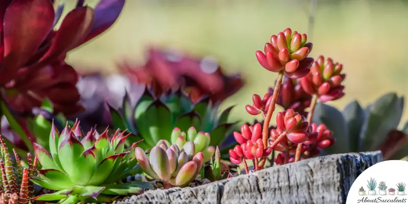 The Soak And Dry Method Of Watering Succulents