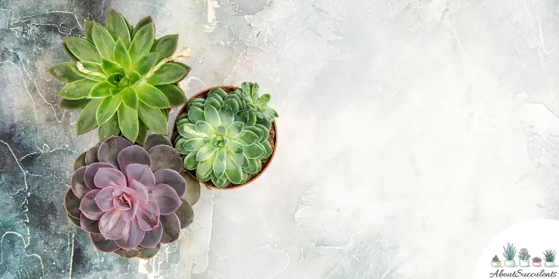 What Are Succulents?