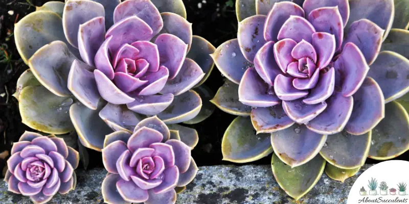 What Types Of Succulent Plants Grow Better Under Direct Sunlight?