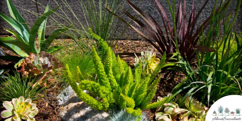 Which Succulents Can You Plant Outdoors?